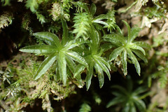 Atrichum selwynii