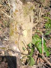 Anolis sericeus