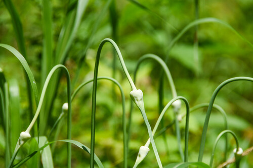 Allium sativum