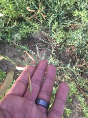 Erythrostemon caudatus