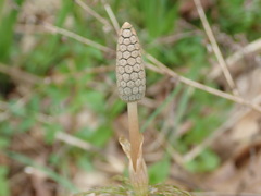 Equisetum sylvaticum