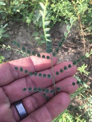 Erythrostemon caudatus