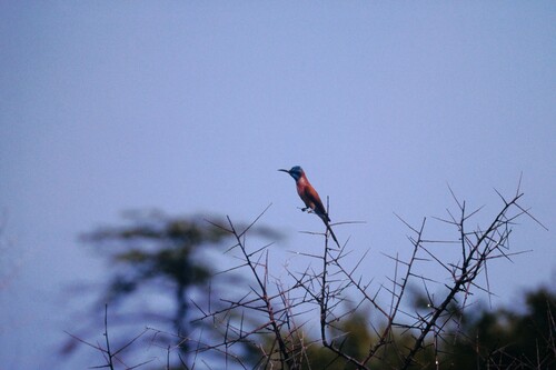 Northern Carmine Bee-eater