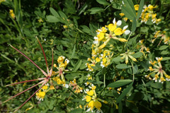Hosackia pinnata