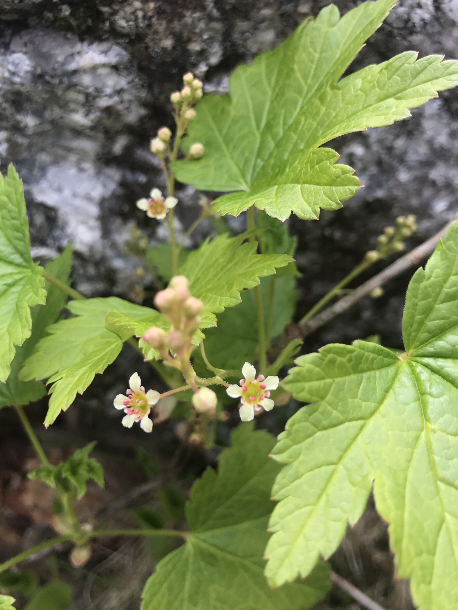 Ribes glandulosum