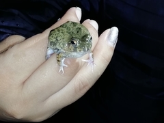 Pleurodema brachyops