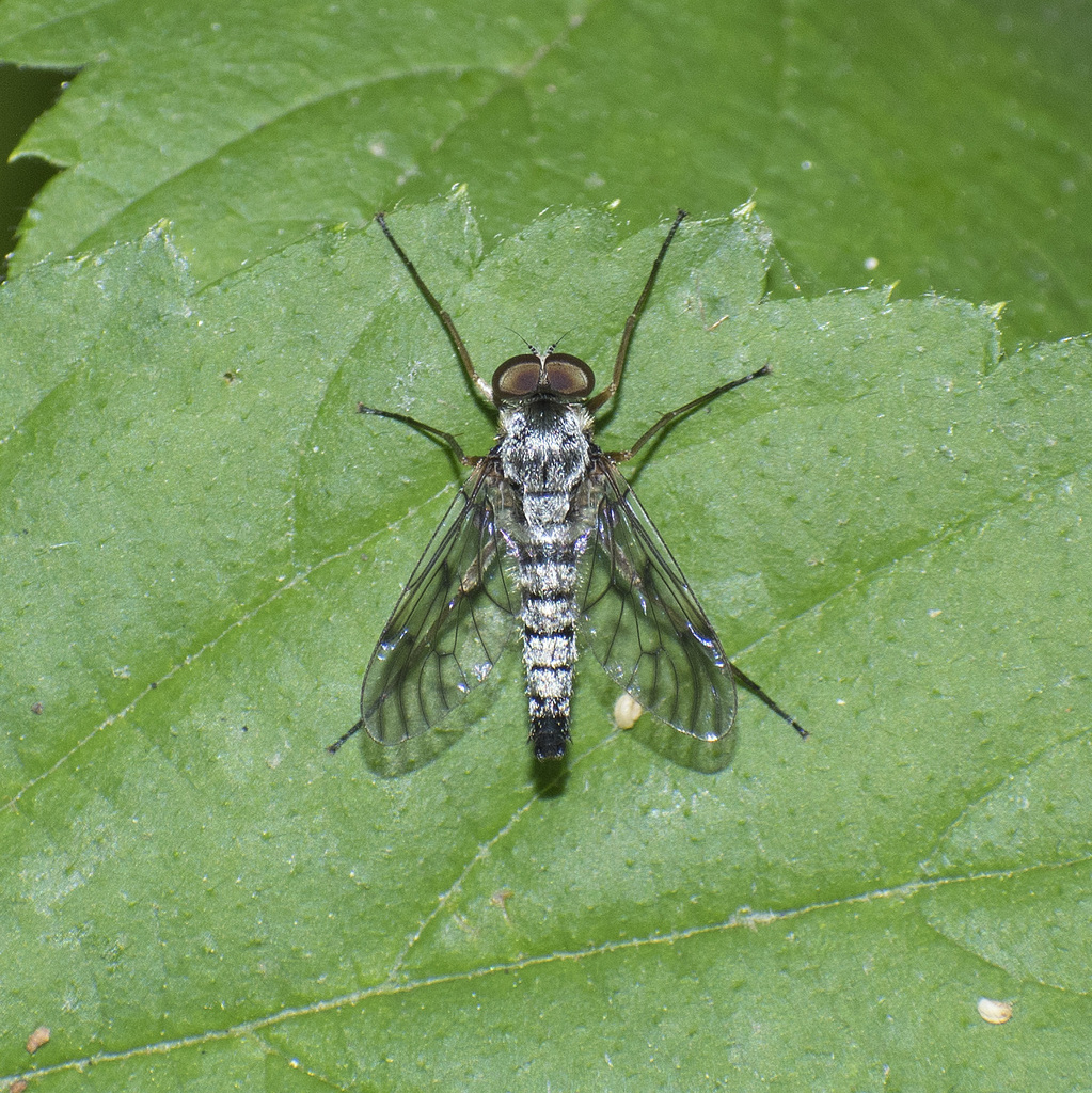 Chrysopilus griffithi
