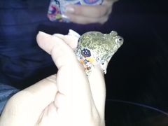 Pleurodema brachyops