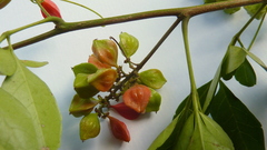 Paullinia trigonia