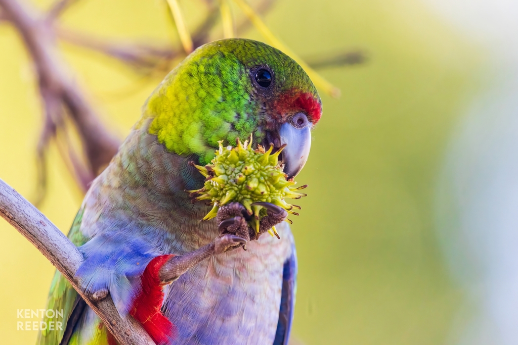 Red-capped Parrot from Denmark WA 6333, Australia on May 28, 2024 at 11 ...