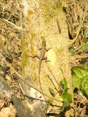 Anolis sericeus