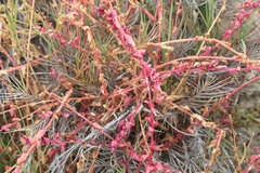 Aphanisma blitoides