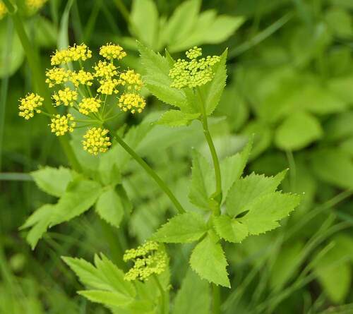 Photograph of Golden Alexanders