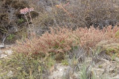 Atriplex pacifica