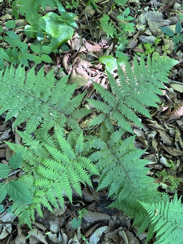 Athyrium rubripes (Athyrium rubripes)