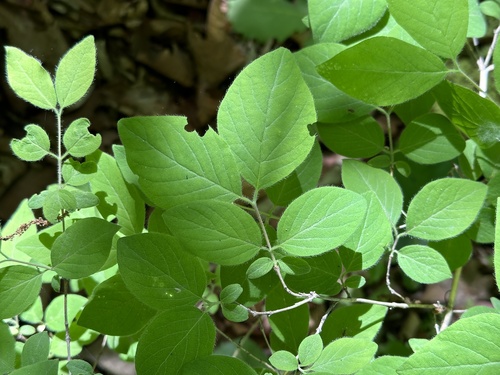 Lonicera praeflorens, photograph 6