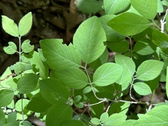 Lonicera praeflorens, photograph (c) Tatyana Petrenko, some rights reserved (CC BY)