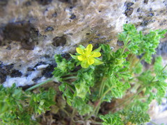 Ivesia saxosa