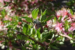 Paracotalpa granicollis
