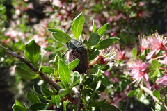 Paracotalpa granicollis