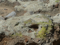 Leprocaulon americanum