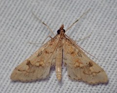 Choristostigma elegantalis