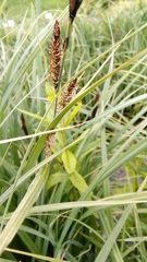 Carex acutiformis