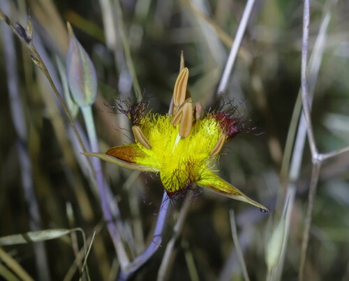 Image of Calochortus obispoensis by (c) nmoorhatch, some rights reserved (CC BY)