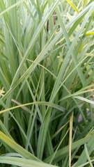 Carex acutiformis
