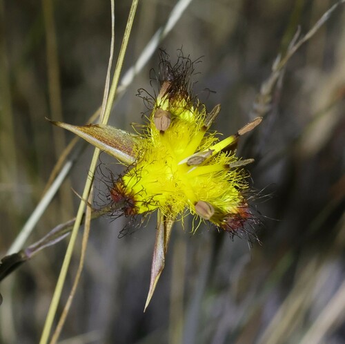 Image of Calochortus obispoensis by (c) nmoorhatch, some rights reserved (CC BY)
