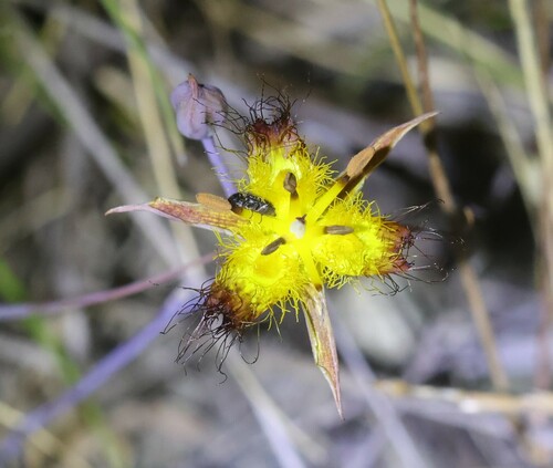 Image of Calochortus obispoensis by (c) nmoorhatch, some rights reserved (CC BY)