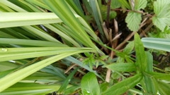 Carex acutiformis