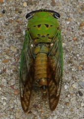 Neotibicen superbus