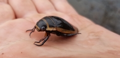 Dytiscus harrisii
