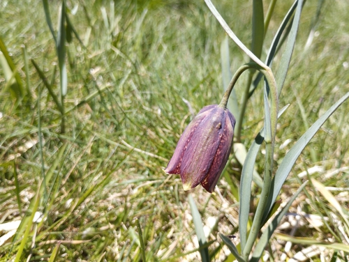 Image of Fritillaria pyrenaica by no rights reserved