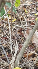 Stenocercus erythrogaster