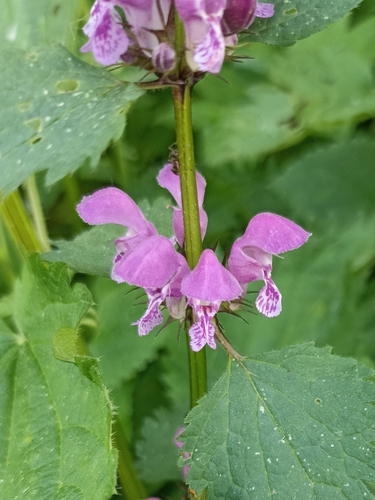 Spotted deadnettle