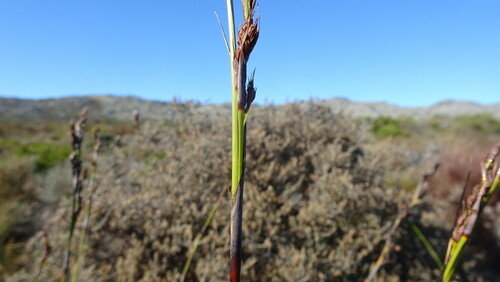 Image of Tetraria ustulata by (c) Paul Emms, some rights reserved (CC BY-SA)
