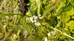 Valeriana dioica