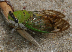 Neotibicen superbus