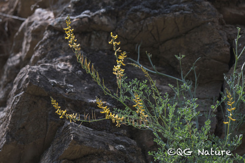 Corydalis adunca, photograph 1