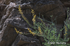 Corydalis adunca, photograph Wang.QG, CC BY, iNaturalist via GBIF
