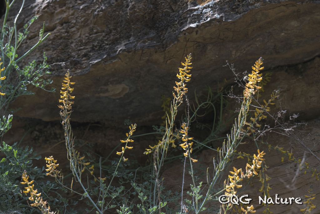 Corydalis adunca; photograph Wang.QG, CC BY, iNaturalist via GBIF