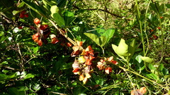 Paullinia trigonia