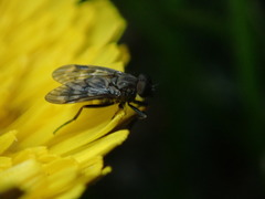 Rhagio plumbeus