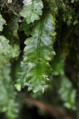 Schimperobryum splendidissimum observed 2023-04-11