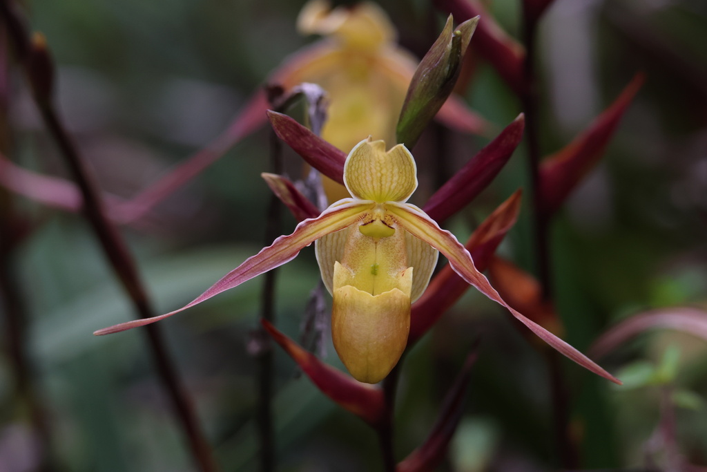 Phragmipedium longifolium