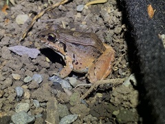Turbo White-Lipped Frog photo 3