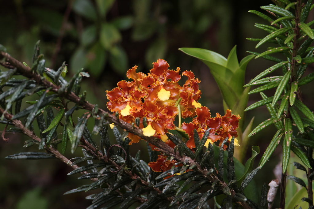 Otoglossum chiriquense