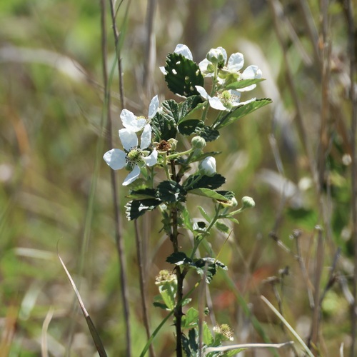Oneco Blackberry (Rubus audax)